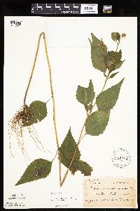 Ageratina altissima image