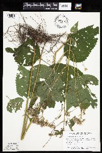 Ageratina altissima image