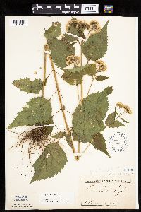 Ageratina altissima image