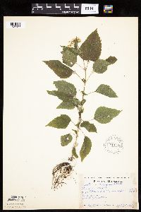 Ageratina altissima image