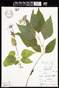 Ageratina altissima image