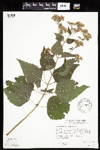 Ageratina altissima image