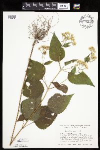 Ageratina altissima image