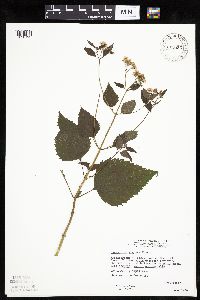 Ageratina altissima image