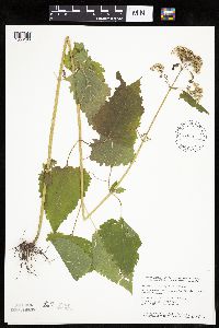 Ageratina altissima image