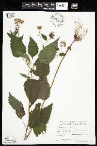 Ageratina altissima image