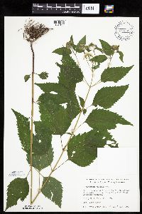 Ageratina altissima image