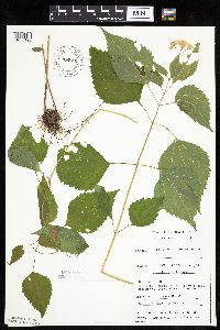 Ageratina altissima image