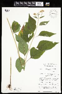 Ageratina altissima image