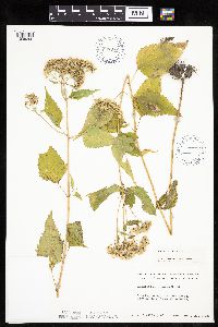Ageratina altissima image