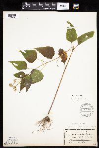 Ageratina altissima image