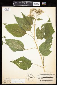 Ageratina altissima image