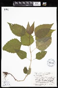 Ageratina altissima image