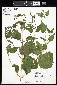 Ageratina altissima image