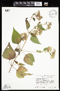 Ageratina altissima image