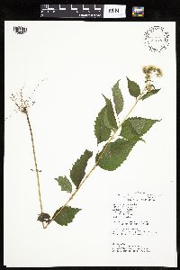 Ageratina altissima image