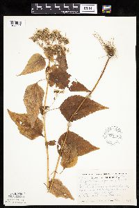 Ageratina altissima image
