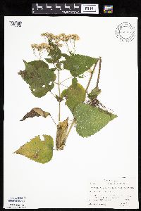 Ageratina altissima image