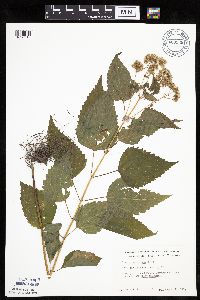 Image of Ageratina altissima