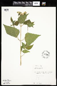 Ageratina altissima image