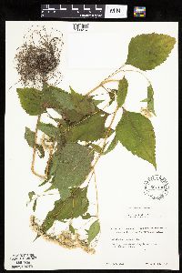 Ageratina altissima image