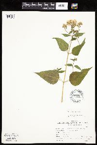 Ageratina altissima image