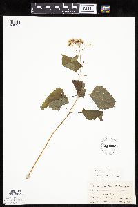 Ageratina altissima image