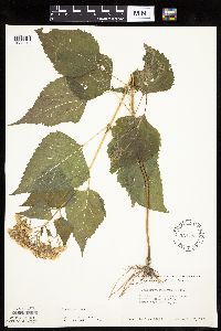 Ageratina altissima image