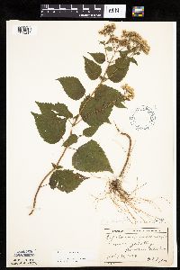 Ageratina altissima image