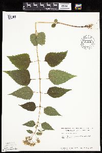 Ageratina altissima image