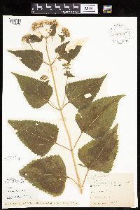 Ageratina altissima image