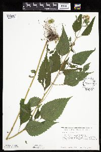 Ageratina altissima image