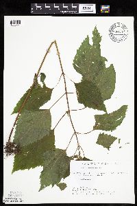 Ageratina altissima image