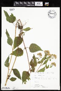 Ageratina altissima image