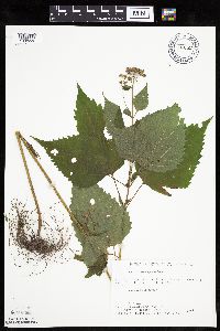 Ageratina altissima image