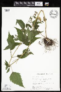 Ageratina altissima image