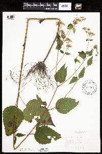 Ageratina altissima image