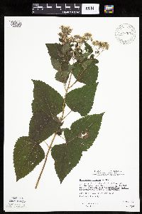 Ageratina altissima image
