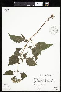 Ageratina altissima image