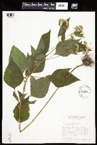 Ageratina altissima image