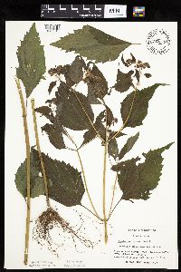 Ageratina altissima image