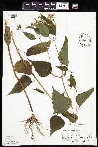 Ageratina altissima image