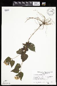 Ageratina altissima image