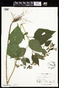 Ageratina altissima image