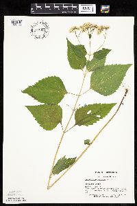 Ageratina altissima image