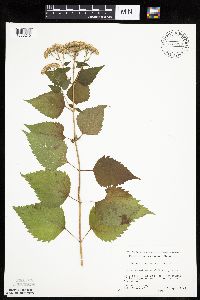 Ageratina altissima image