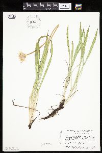 Agoseris glauca var. glauca image