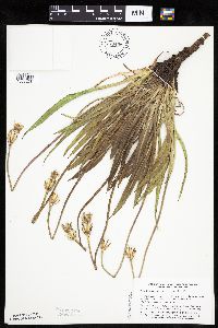 Agoseris glauca image