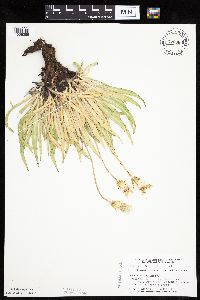 Agoseris glauca image