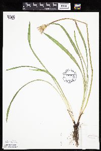 Agoseris glauca var. glauca image